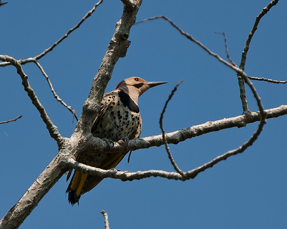 Northern Flicker