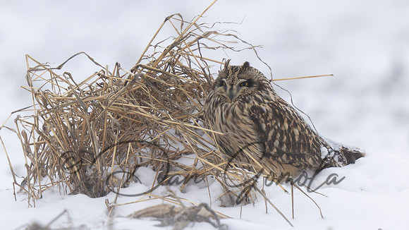 Short-eared Owl