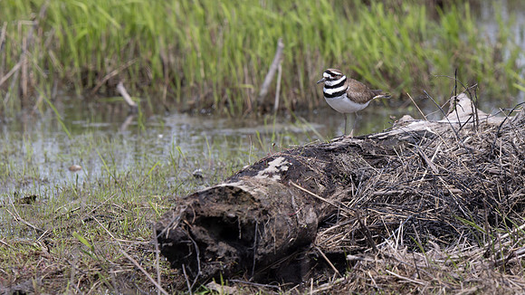 Killdeer