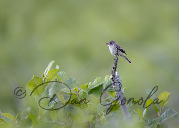 Eastern Phoebe