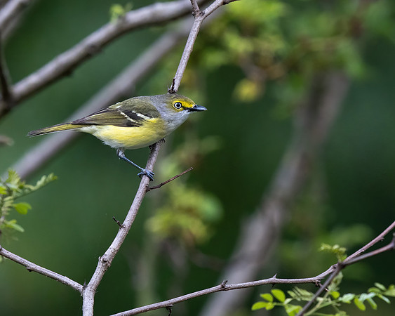White-eyed Vireo