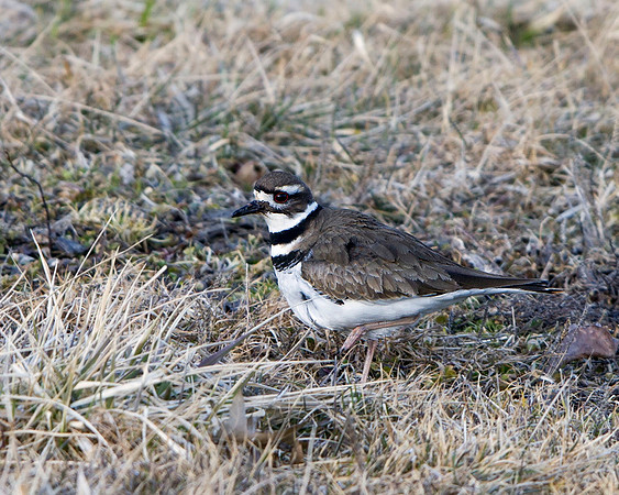 Killdeer
