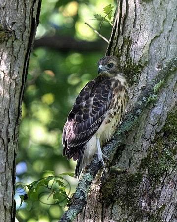 Red-shouldered Hawk
