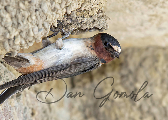 Cliff Swallow
