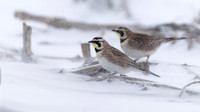 Horned Lark