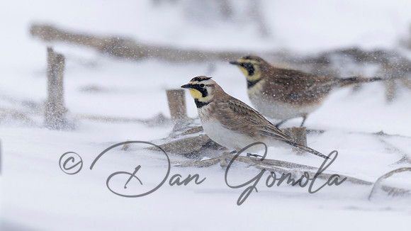 Horned Lark