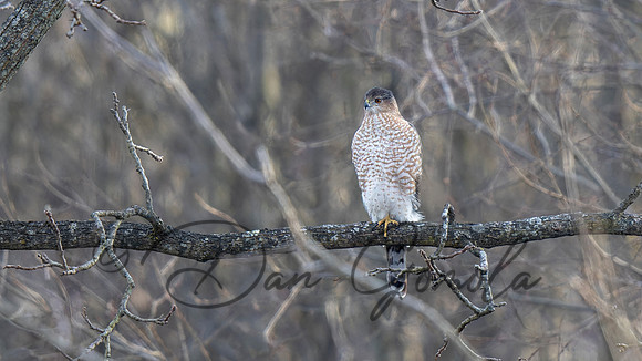 Cooper's Hawk