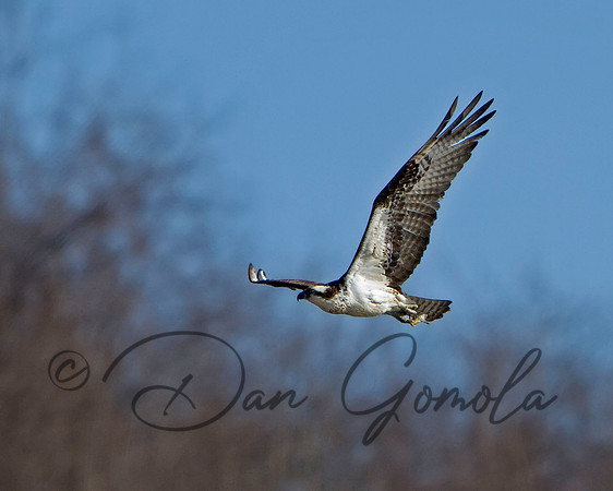 Osprey
