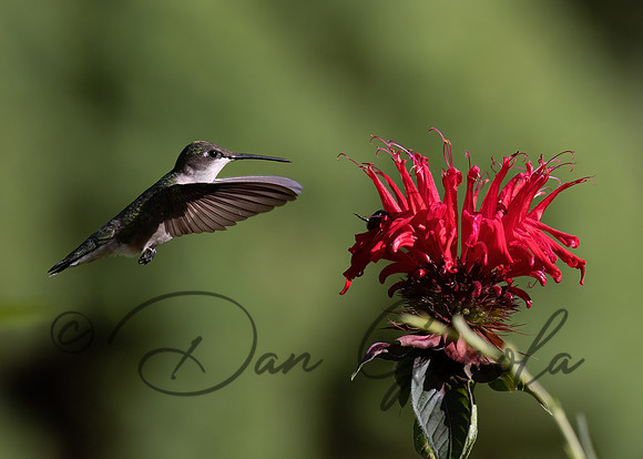 Ruby-throated Hummingbird