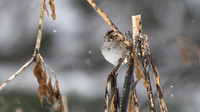 White-throated Sparrow