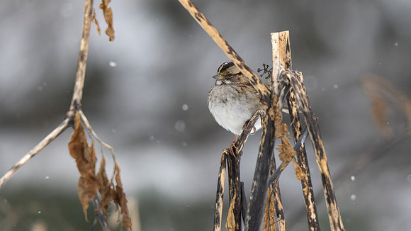 White-throated Sparrow