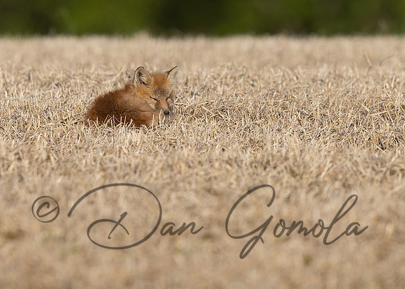 Red Fox