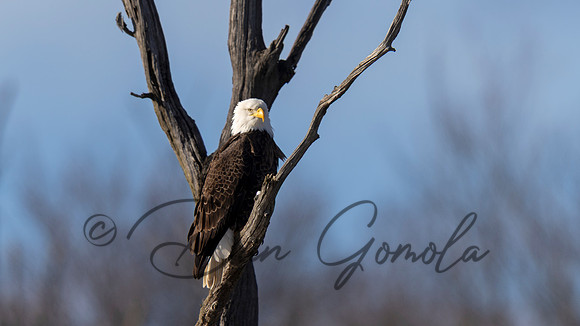 Bald Eagle