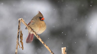 Northern Cardinal