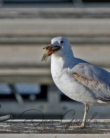 Ring-billed Gull