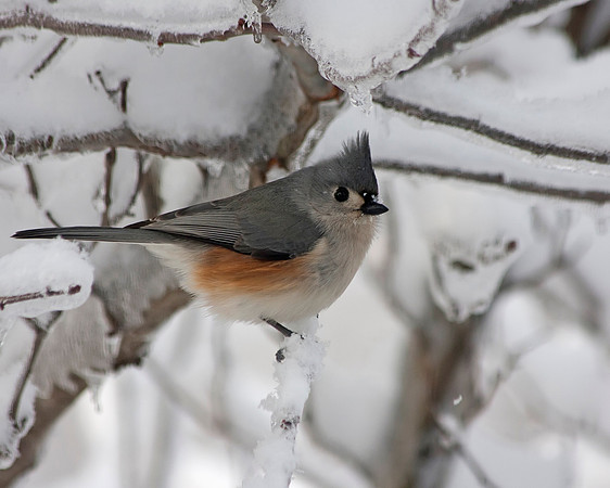 Tufted Titmouse