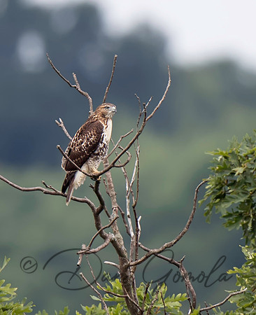 Red-tailed Hawk