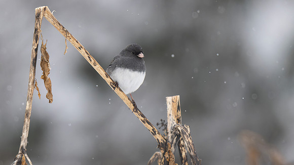 Dark-eyed Junco