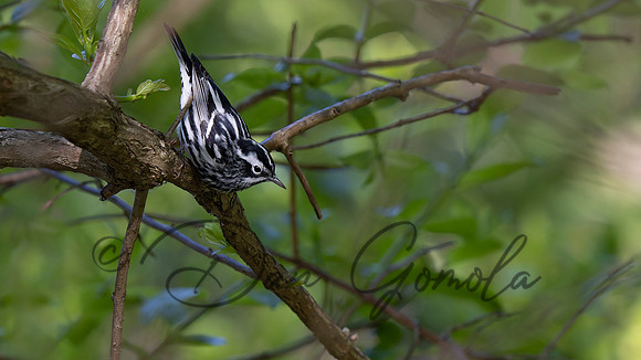 Black-and-white Warbler