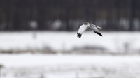 Northern Harrier