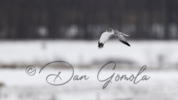 Northern Harrier