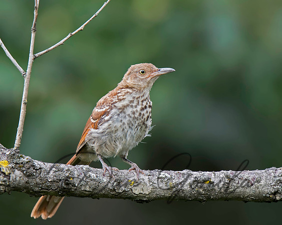 Brown Thrasher