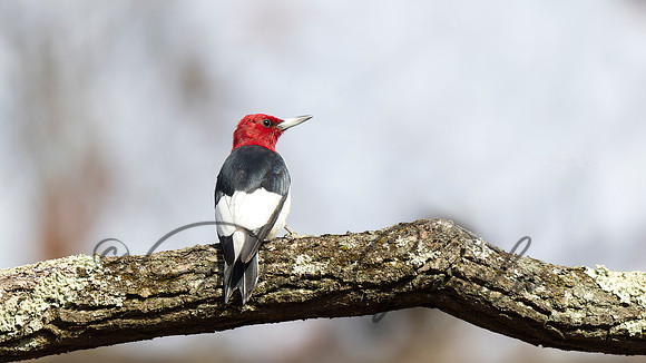 Red-headed Woodpecker