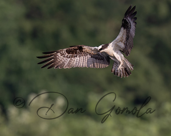 Osprey