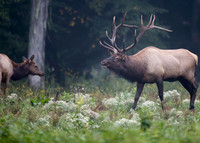 American Elk
