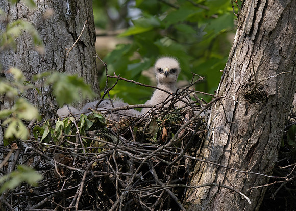 Red-shouldered Hawk