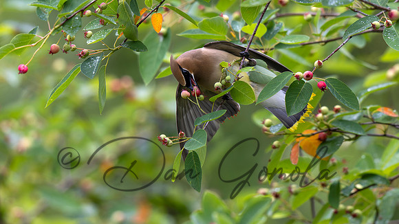 Cedar Waxwing