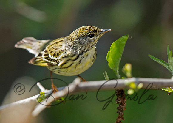 Blackpoll Warbler