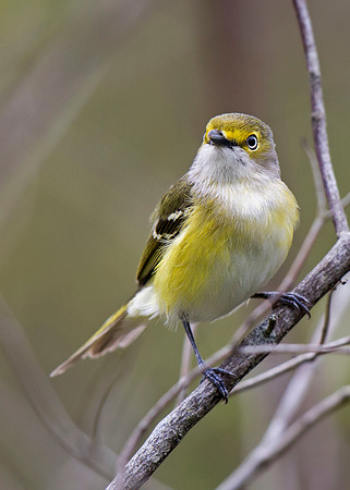 White-eyed Vireo