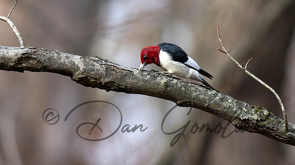 Red-headed Woodpecker