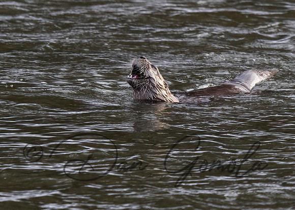 River Otter