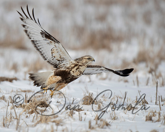 Rough-legged Hawk