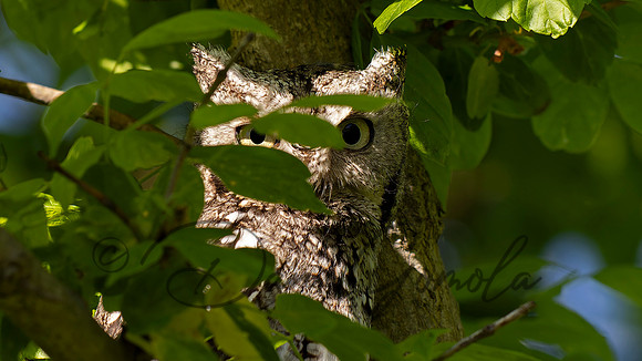 Eastern Screech Owl