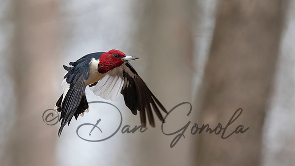 Red-headed Woodpecker