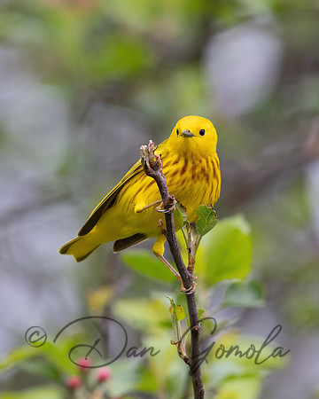 Yellow Warbler