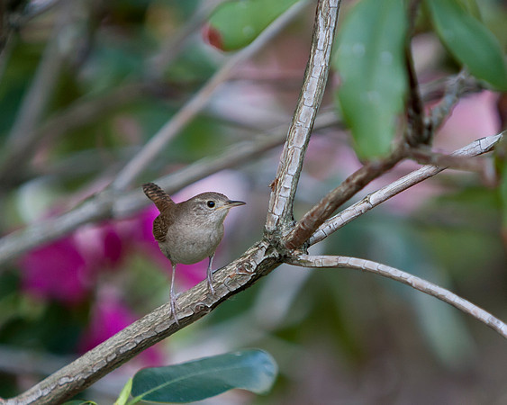 House Wren