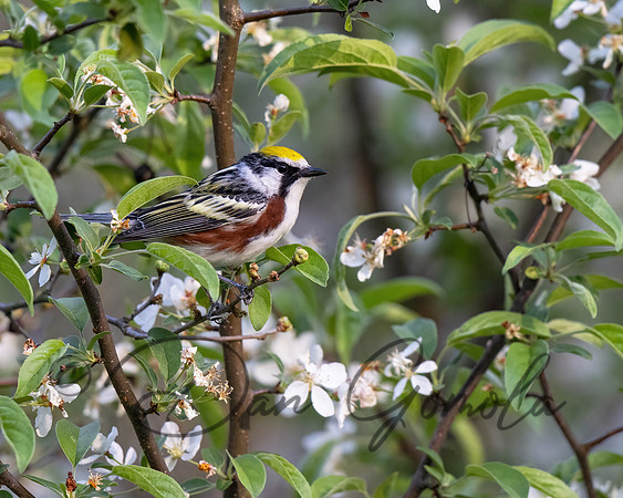Chestnut-sided Warbler