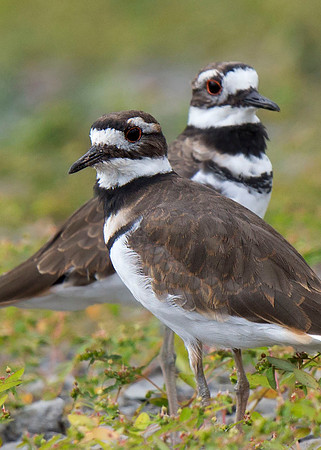 Killdeer