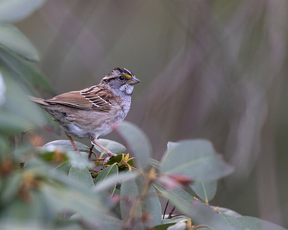 White-throated Sparrow