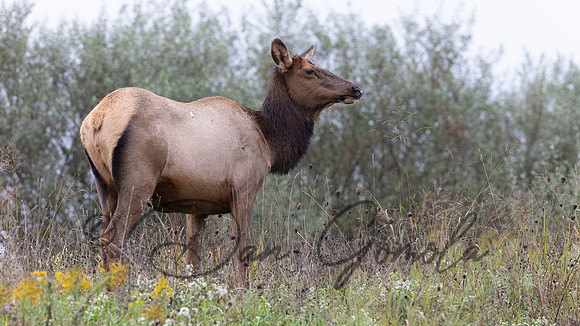 PA Elk (October, 2024)