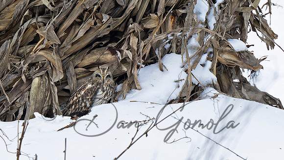 Short-eared Owl
