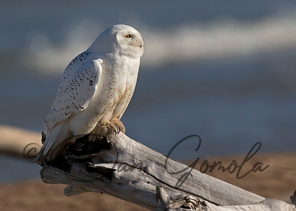 Snowy Owl