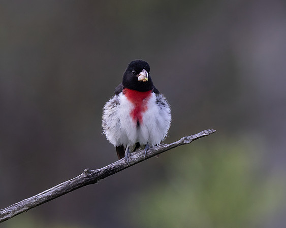 Rose-breasted Grosbeak