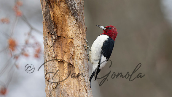 Red-headed Woodpecker
