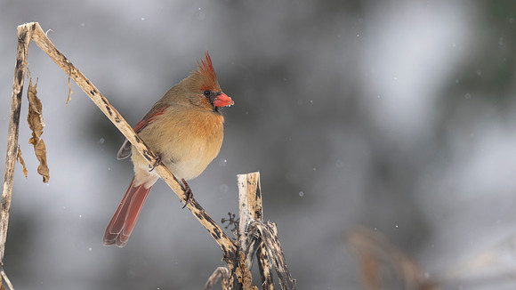 Northern Cardinal