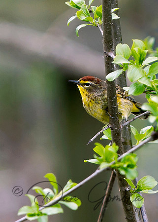 Palm Warbler